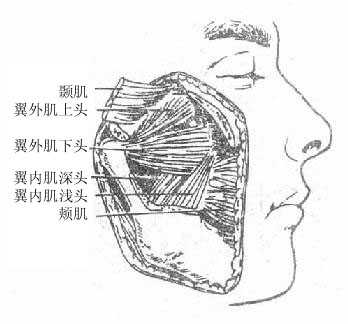 咀嚼肌