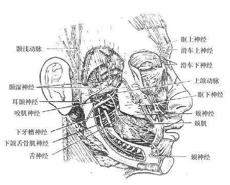 下颌神经