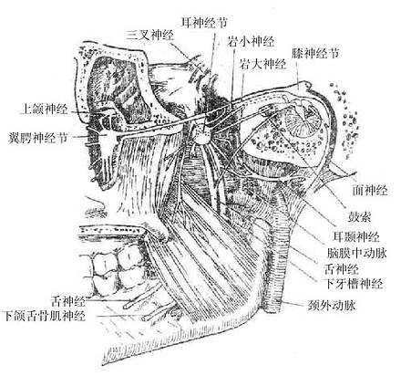 鼓索、翼腭神经节与耳神经节