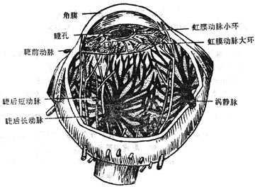 虹膜动脉和涡静脉