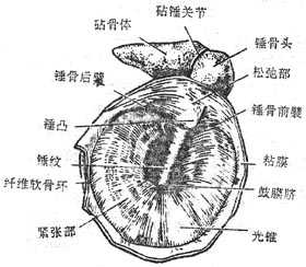 鼓膜(右)
