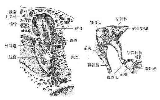 听小骨