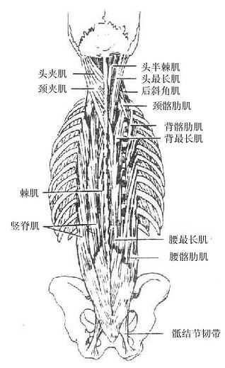 背深层肌