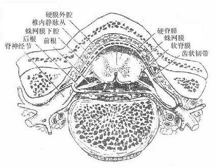 椎管及其内容物横断面(模式图)