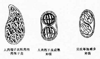 其他孢子虫