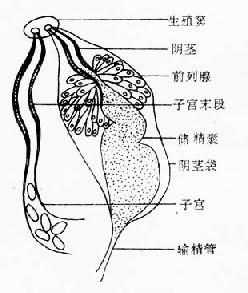 复殖吸虫成虫形态构造示意图