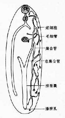 复殖吸虫成虫排泄系统