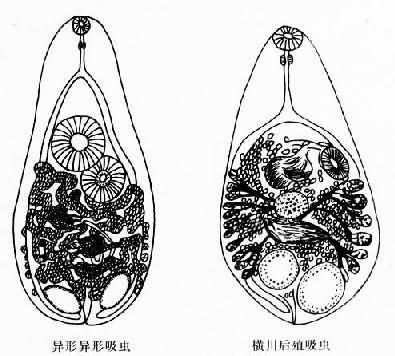 异形吸虫成虫