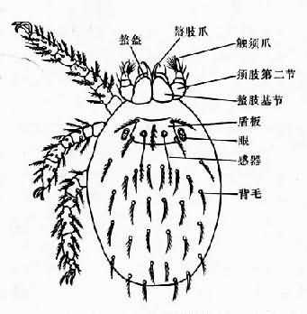 地里纤恙螨幼虫