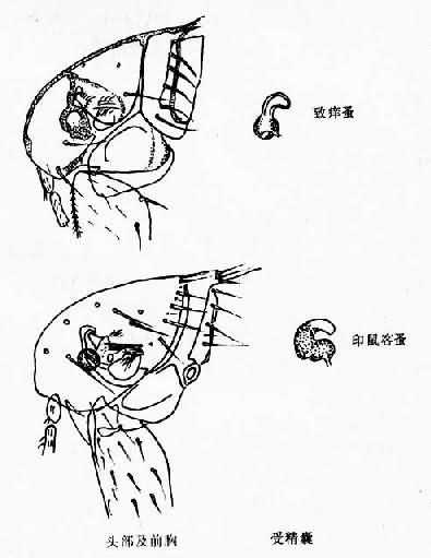 两种蚤的鉴别特征