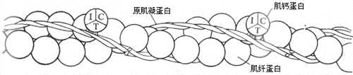 细肌丝的分子组成