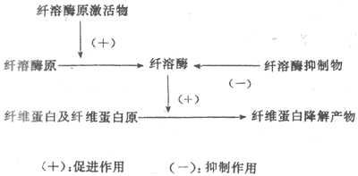 纤维蛋白溶解系统
