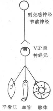 血管活性肠肽(VIP)能神经支配的设想图