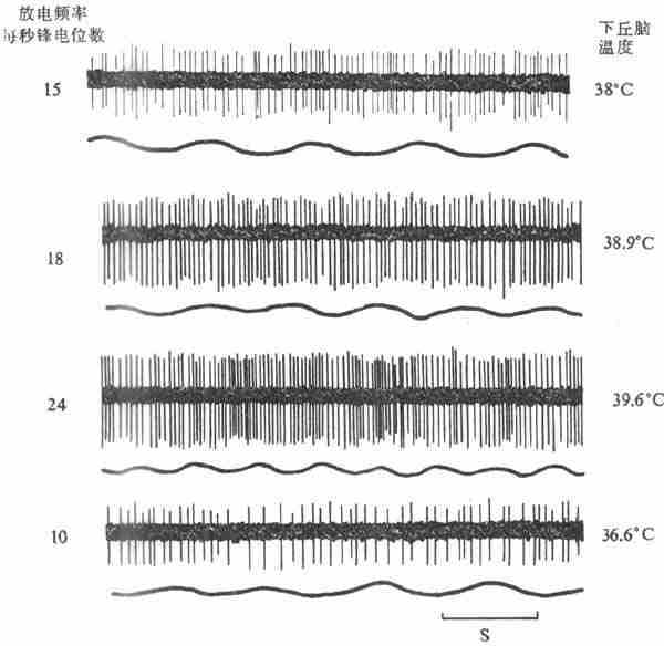 下丘脑局部加温时热敏神经元放电的记录(上)和呼吸曲线(下)(猫)