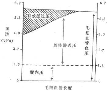 肾小球毛细血管血压,胶体渗透压和囊内压对肾小球滤过率的作用