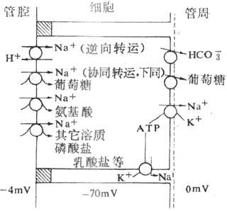 Na+转运与其他溶质转运之间的伴联关系
