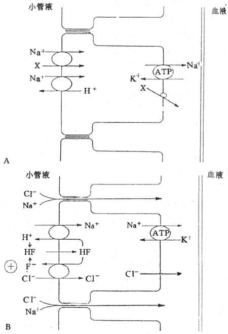 近球小管重吸收NaCI的示意图