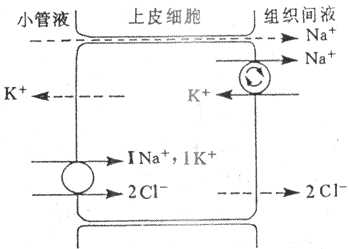 髓袢升支粗段继发性主动吸收CI-的示意图