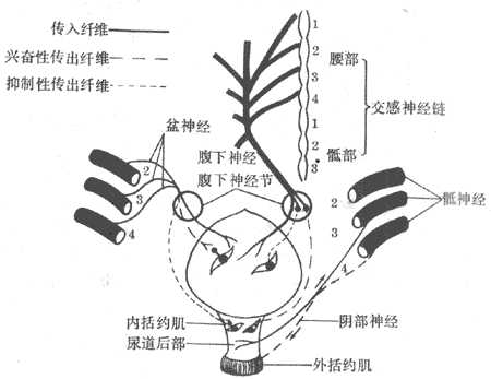 膀胱和尿道的神经支配