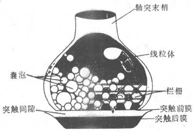 突触结构模式图