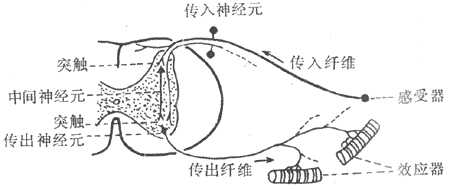 反射弧