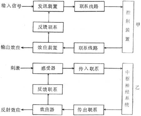 反馈联系模式图