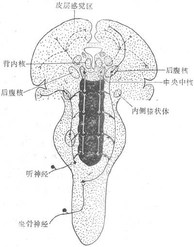 感觉投射系统示意图