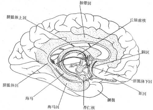 大脑内侧面示边缘系统各部位