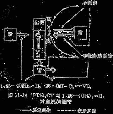 PTH、CT与1,25-(OH)2-D3对血钙的调节