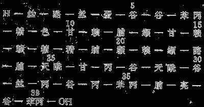 人ACTH的化学结构