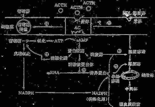 ACTH作用机制示意图
