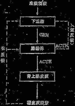 糖皮质激素分泌的调节示意图