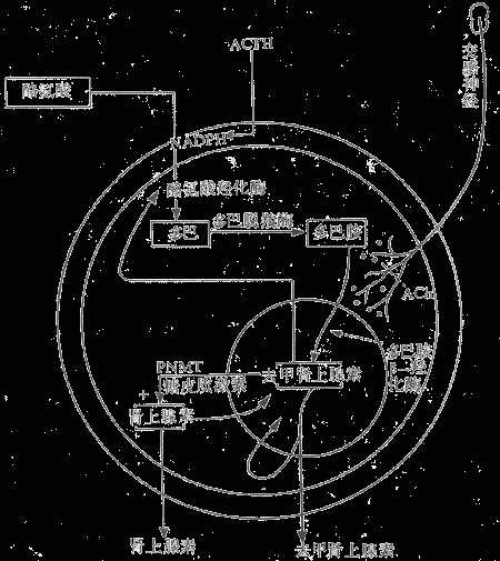 肾上腺髓质激素生物合成示意图
