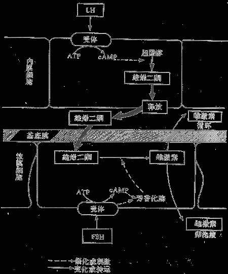 雌激素分泌的双重细胞学说示意图