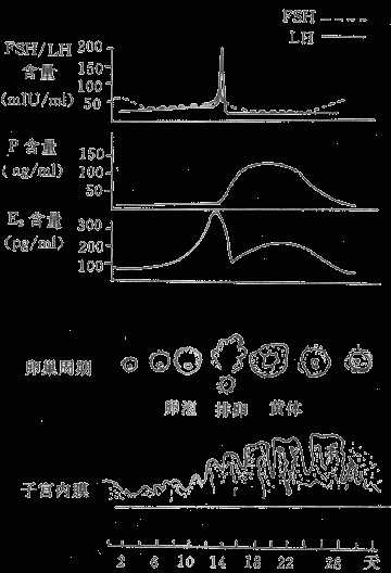 月经周期血中FSH、LH、E2及P含量的变化