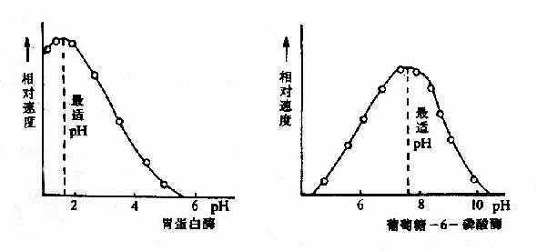 胃蛋白酶和葡萄糖-6-磷酸酶的pH活性曲线