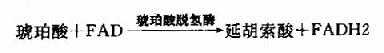 琥珀酸脱氢