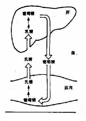 Cori循环