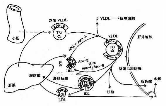 极低密度脂蛋白(VLDL)的代谢过程??