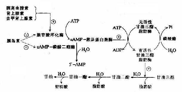 激素影响甘油三酯脂肪酶活性的作用机理