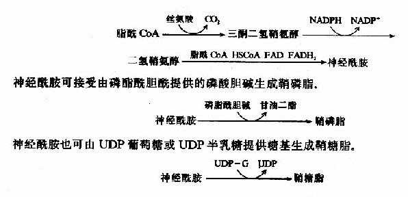 鞘磷脂的合成