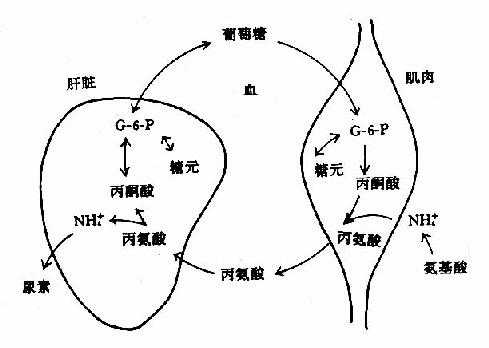 葡萄糖?脖?氨酸循环