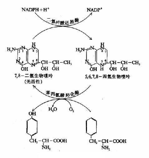 酪氨酸的生成