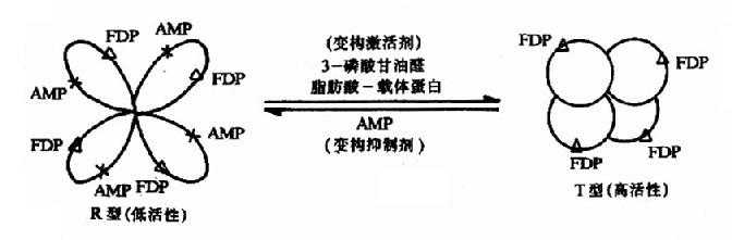 果糖－1，6二磷酸酶的变构效应