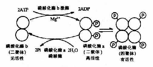 肌肉磷酸化酶的酶促化学修饰作用
