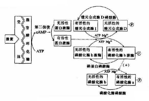 激素调节糖原代谢的连续激活反应