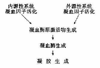 血液凝固过程