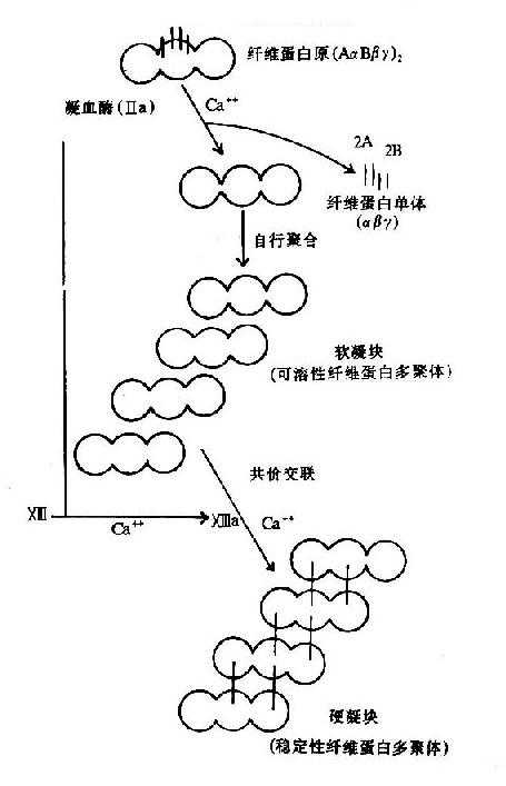 纤维素蛋白凝胶的生成