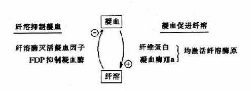 凝血与纤溶的相互关系