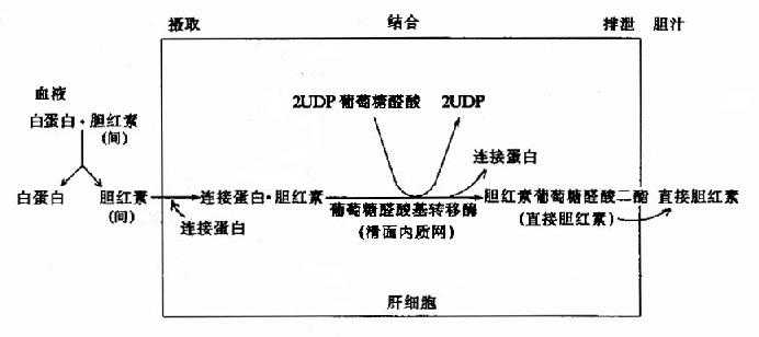 肝细胞内胆红素代谢示意图